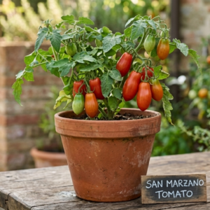 San Marzano Tomato